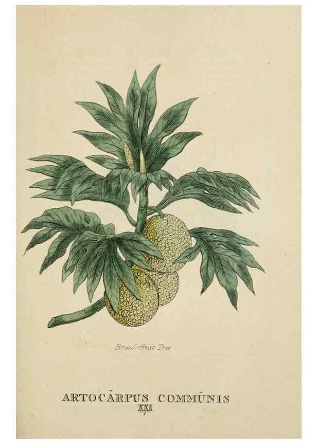 Reproducción/Reproduction 9900361815: Elements of the science of botany,. London,Printed by T. Bensley for J. Murray.1812.