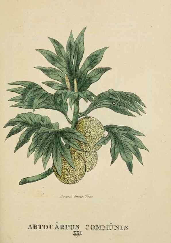 Reproducción/Reproduction 9900361815: Elements of the science of botany,. London,Printed by T. Bensley for J. Murray.1812.