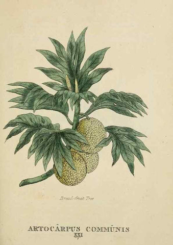 Reproducción/Reproduction 9900361815: Elements of the science of botany,. London,Printed by T. Bensley for J. Murray.1812.