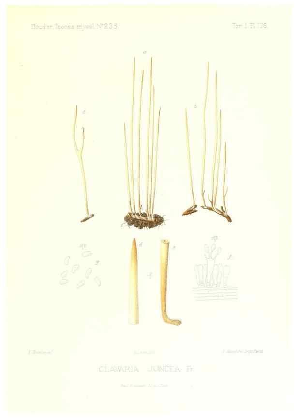 Reproducción/Reproduction 9801340915: Icones mycologicæ, ou Iconographie des champignons de France principalement Discomycetes,. Paris :P. Klincksieck, L. Lhomme, successeur,1905-10.