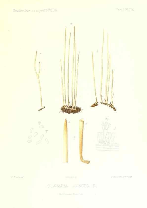 Reproducción/Reproduction 9801340915: Icones mycologicæ, ou Iconographie des champignons de France principalement Discomycetes,. Paris :P. Klincksieck, L. Lhomme, successeur,1905-10.