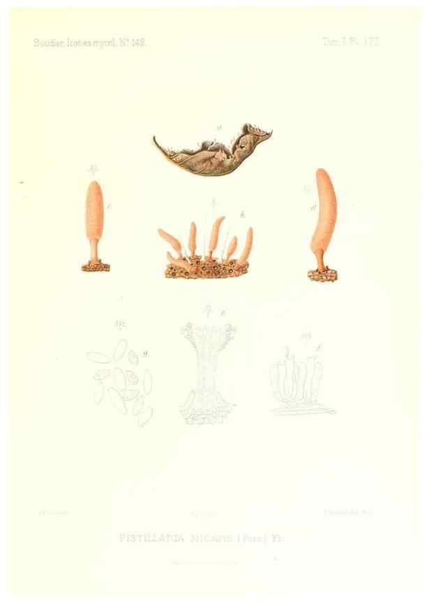 Reproducción/Reproduction 9801344815: Icones mycologicæ, ou Iconographie des champignons de France principalement Discomycetes,. Paris :P. Klincksieck, L. Lhomme, successeur,1905-10.