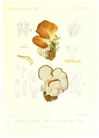 Reproducción/Reproduction 9801346995: Icones mycologicæ, ou Iconographie des champignons de France principalement Discomycetes,. Paris :P. Klincksieck, L. Lhomme, successeur,1905-10.
