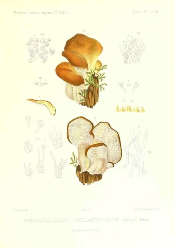 Reproducción/Reproduction 9801346995: Icones mycologicæ, ou Iconographie des champignons de France principalement Discomycetes,. Paris :P. Klincksieck, L. Lhomme, successeur,1905-10.