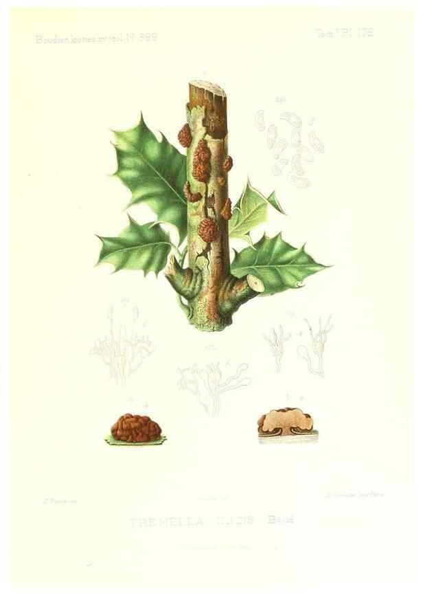 Reproducción/Reproduction 9801434803: Icones mycologicæ, ou Iconographie des champignons de France principalement Discomycetes,. Paris :P. Klincksieck, L. Lhomme, successeur,1905-10.