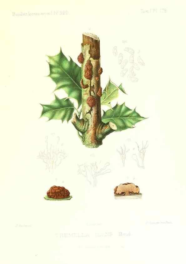 Reproducción/Reproduction 9801434803: Icones mycologicæ, ou Iconographie des champignons de France principalement Discomycetes,. Paris :P. Klincksieck, L. Lhomme, successeur,1905-10.