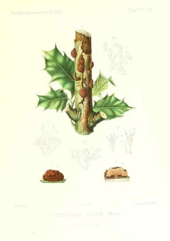 Reproducción/Reproduction 9801434803: Icones mycologicæ, ou Iconographie des champignons de France principalement Discomycetes,. Paris :P. Klincksieck, L. Lhomme, successeur,1905-10.