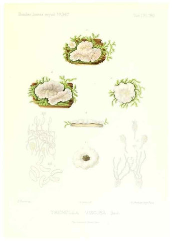 Reproducción/Reproduction 9801387236: Icones mycologicæ, ou Iconographie des champignons de France principalement Discomycetes,. Paris :P. Klincksieck, L. Lhomme, successeur,1905-10.