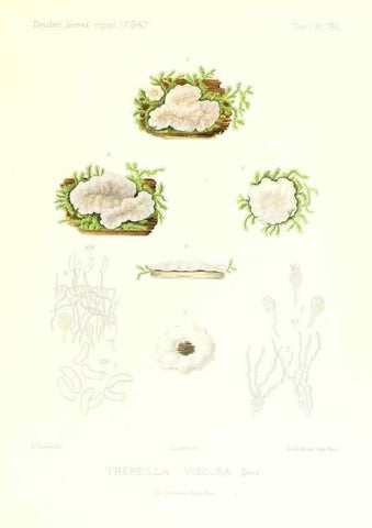 Reproducción/Reproduction 9801387236: Icones mycologicæ, ou Iconographie des champignons de France principalement Discomycetes,. Paris :P. Klincksieck, L. Lhomme, successeur,1905-10.