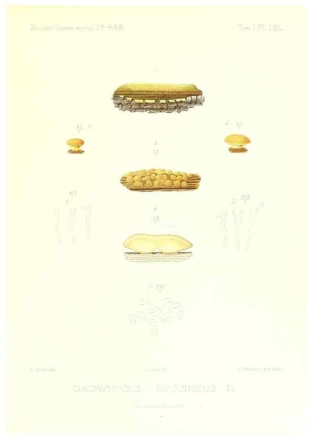 Reproducción/Reproduction 9801359195: Icones mycologicæ, ou Iconographie des champignons de France principalement Discomycetes,. Paris :P. Klincksieck, L. Lhomme, successeur,1905-10.