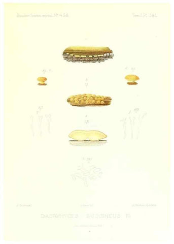 Reproducción/Reproduction 9801359195: Icones mycologicæ, ou Iconographie des champignons de France principalement Discomycetes,. Paris :P. Klincksieck, L. Lhomme, successeur,1905-10.