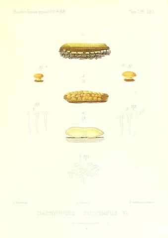Reproducción/Reproduction 9801359195: Icones mycologicæ, ou Iconographie des champignons de France principalement Discomycetes,. Paris :P. Klincksieck, L. Lhomme, successeur,1905-10.