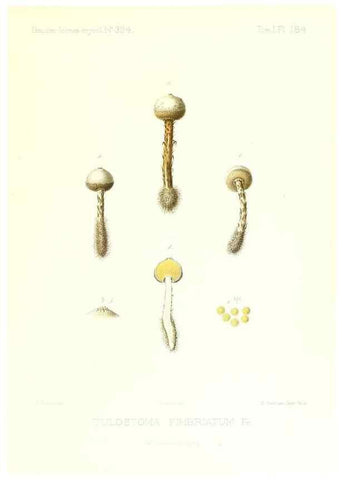 Reproducción/Reproduction 9801445673: Icones mycologicæ, ou Iconographie des champignons de France principalement Discomycetes,. Paris :P. Klincksieck, L. Lhomme, successeur,1905-10.
