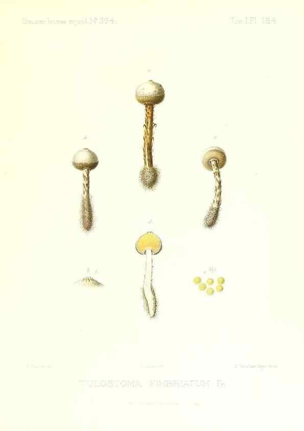 Reproducción/Reproduction 9801445673: Icones mycologicæ, ou Iconographie des champignons de France principalement Discomycetes,. Paris :P. Klincksieck, L. Lhomme, successeur,1905-10.