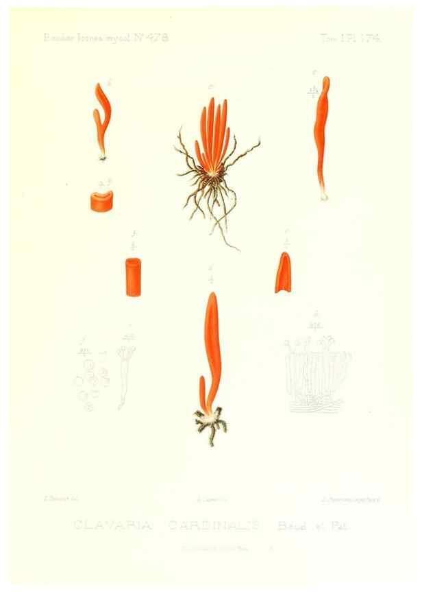 Reproducción/Reproduction 9801419403: Icones mycologicæ, ou Iconographie des champignons de France principalement Discomycetes,. Paris :P. Klincksieck, L. Lhomme, successeur,1905-10.