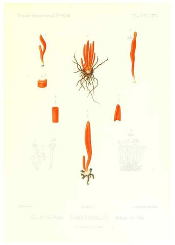 Reproducción/Reproduction 9801419403: Icones mycologicæ, ou Iconographie des champignons de France principalement Discomycetes,. Paris :P. Klincksieck, L. Lhomme, successeur,1905-10.