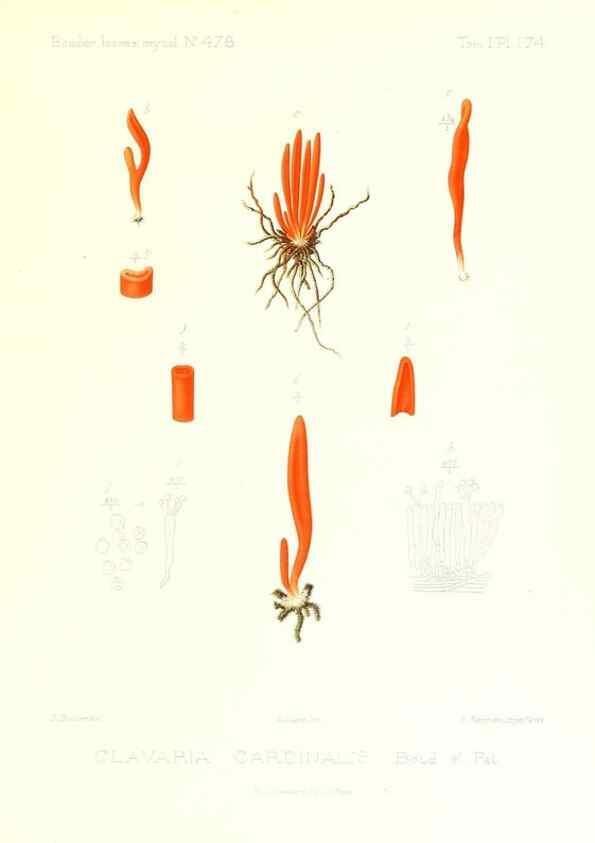 Reproducción/Reproduction 9801419403: Icones mycologicæ, ou Iconographie des champignons de France principalement Discomycetes,. Paris :P. Klincksieck, L. Lhomme, successeur,1905-10.