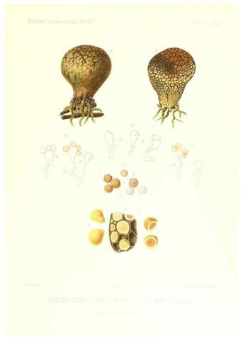 Reproducción/Reproduction 9801365625: Icones mycologicæ, ou Iconographie des champignons de France principalement Discomycetes,. Paris :P. Klincksieck, L. Lhomme, successeur,1905-10.