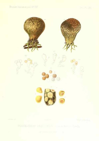 Reproducción/Reproduction 9801365625: Icones mycologicæ, ou Iconographie des champignons de France principalement Discomycetes,. Paris :P. Klincksieck, L. Lhomme, successeur,1905-10.