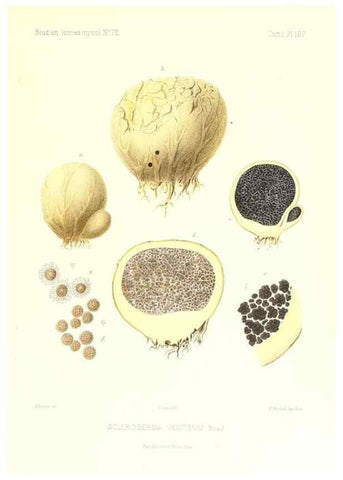 Reproducción/Reproduction 9801455163: Icones mycologicæ, ou Iconographie des champignons de France principalement Discomycetes,. Paris :P. Klincksieck, L. Lhomme, successeur,1905-10.