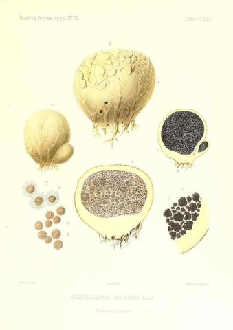 Reproducción/Reproduction 9801455163: Icones mycologicæ, ou Iconographie des champignons de France principalement Discomycetes,. Paris :P. Klincksieck, L. Lhomme, successeur,1905-10.