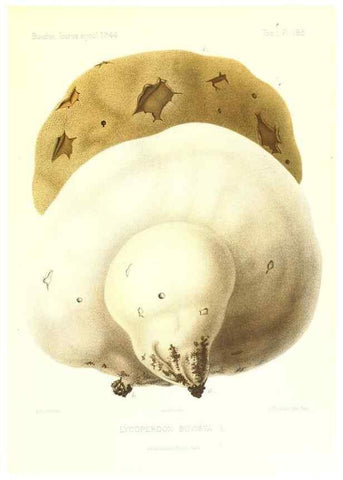 Reproducción/Reproduction 9801373395: Icones mycologicæ, ou Iconographie des champignons de France principalement Discomycetes,. Paris :P. Klincksieck, L. Lhomme, successeur,1905-10.