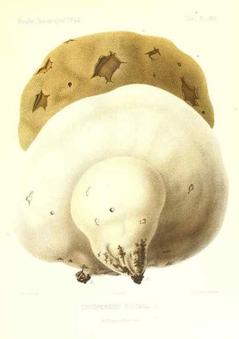 Reproducción/Reproduction 9801373395: Icones mycologicæ, ou Iconographie des champignons de France principalement Discomycetes,. Paris :P. Klincksieck, L. Lhomme, successeur,1905-10.