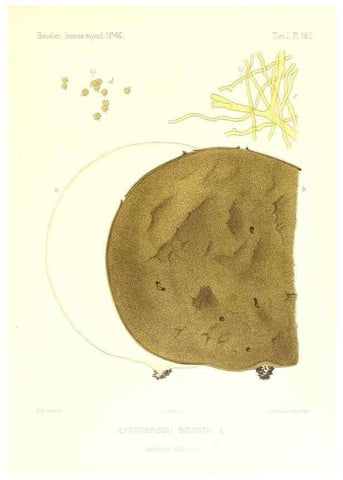 Reproducción/Reproduction 9801402924: Icones mycologicæ, ou Iconographie des champignons de France principalement Discomycetes,. Paris :P. Klincksieck, L. Lhomme, successeur,1905-10.