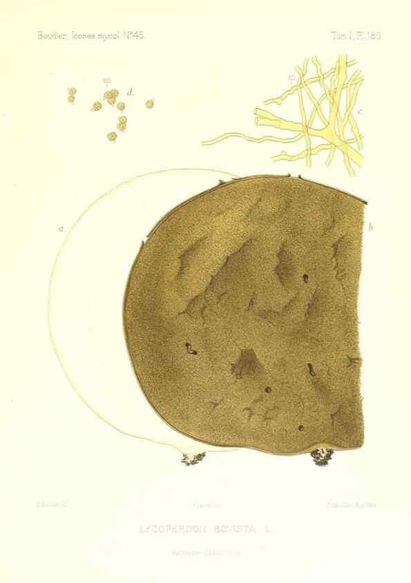Reproducción/Reproduction 9801402924: Icones mycologicæ, ou Iconographie des champignons de France principalement Discomycetes,. Paris :P. Klincksieck, L. Lhomme, successeur,1905-10.