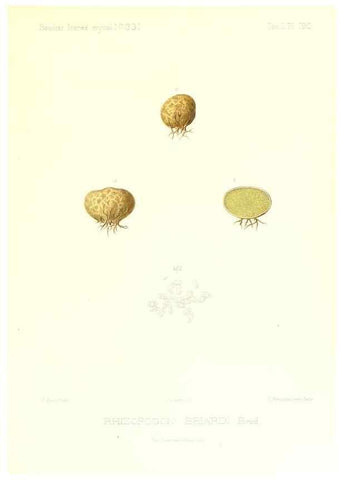 Reproducción/Reproduction 9801404894: Icones mycologicæ, ou Iconographie des champignons de France principalement Discomycetes,. Paris :P. Klincksieck, L. Lhomme, successeur,1905-10.