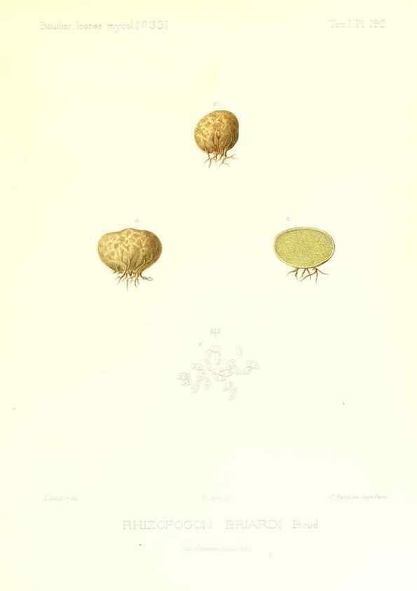 Reproducción/Reproduction 9801404894: Icones mycologicæ, ou Iconographie des champignons de France principalement Discomycetes,. Paris :P. Klincksieck, L. Lhomme, successeur,1905-10.