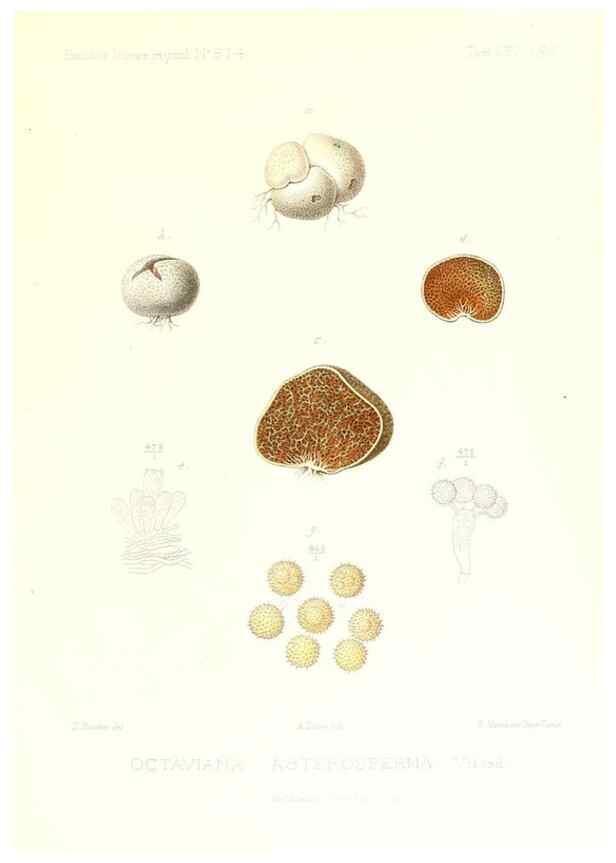 Reproducción/Reproduction 9801414496: Icones mycologicæ, ou Iconographie des champignons de France principalement Discomycetes,. Paris :P. Klincksieck, L. Lhomme, successeur,1905-10.