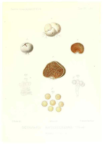 Reproducción/Reproduction 9801414496: Icones mycologicæ, ou Iconographie des champignons de France principalement Discomycetes,. Paris :P. Klincksieck, L. Lhomme, successeur,1905-10.
