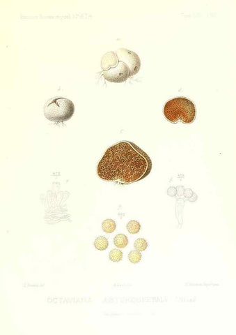 Reproducción/Reproduction 9801414496: Icones mycologicæ, ou Iconographie des champignons de France principalement Discomycetes,. Paris :P. Klincksieck, L. Lhomme, successeur,1905-10.