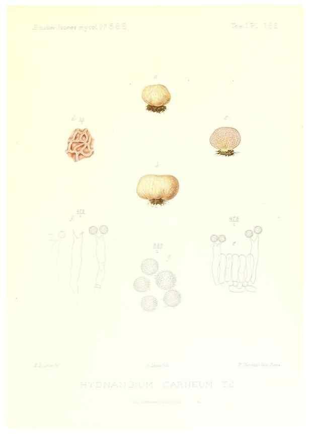 Reproducción/Reproduction 9801416476: Icones mycologicæ, ou Iconographie des champignons de France principalement Discomycetes,. Paris :P. Klincksieck, L. Lhomme, successeur,1905-10.