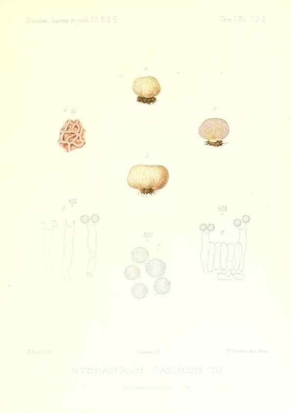 Reproducción/Reproduction 9801416476: Icones mycologicæ, ou Iconographie des champignons de France principalement Discomycetes,. Paris :P. Klincksieck, L. Lhomme, successeur,1905-10.