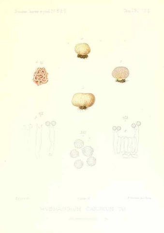 Reproducción/Reproduction 9801416476: Icones mycologicæ, ou Iconographie des champignons de France principalement Discomycetes,. Paris :P. Klincksieck, L. Lhomme, successeur,1905-10.