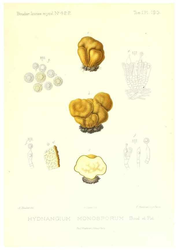 Reproducción/Reproduction 9801410864: Icones mycologicæ, ou Iconographie des champignons de France principalement Discomycetes,. Paris :P. Klincksieck, L. Lhomme, successeur,1905-10.