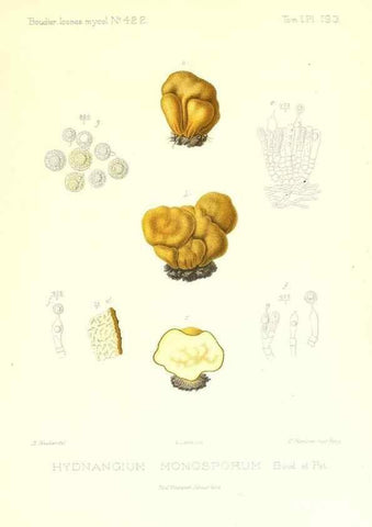 Reproducción/Reproduction 9801410864: Icones mycologicæ, ou Iconographie des champignons de France principalement Discomycetes,. Paris :P. Klincksieck, L. Lhomme, successeur,1905-10.