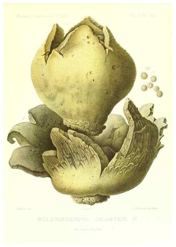 Reproducción/Reproduction 9801401706: Icones mycologicæ, ou Iconographie des champignons de France principalement Discomycetes,. Paris :P. Klincksieck, L. Lhomme, successeur,1905-10.
