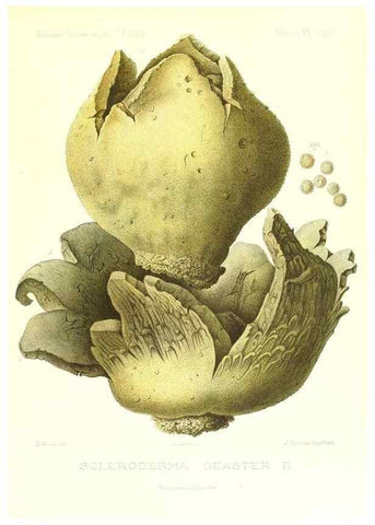 Reproducción/Reproduction 9801401706: Icones mycologicæ, ou Iconographie des champignons de France principalement Discomycetes,. Paris :P. Klincksieck, L. Lhomme, successeur,1905-10.