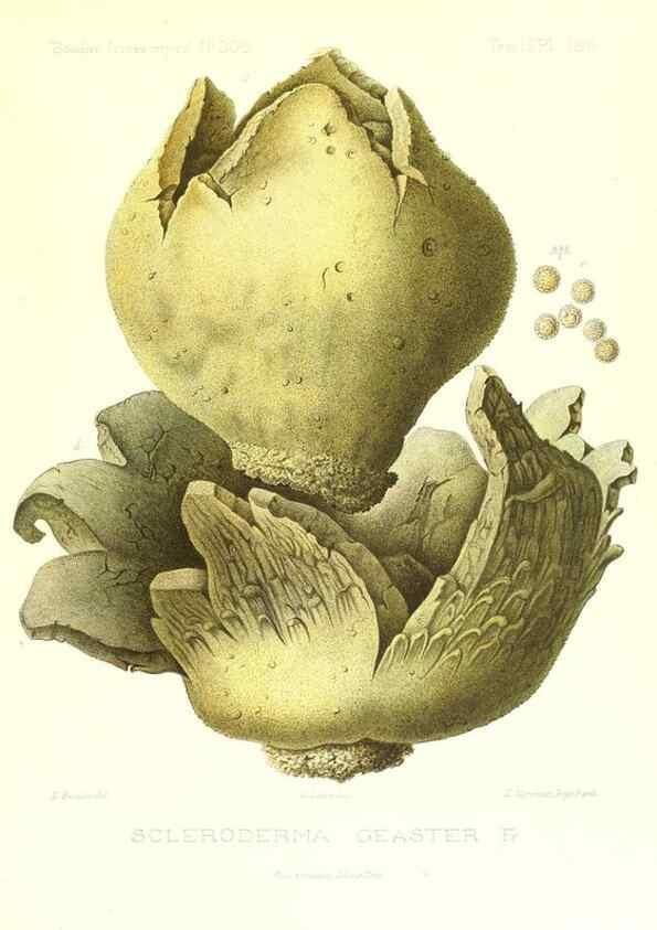 Reproducción/Reproduction 9801401706: Icones mycologicæ, ou Iconographie des champignons de France principalement Discomycetes,. Paris :P. Klincksieck, L. Lhomme, successeur,1905-10.