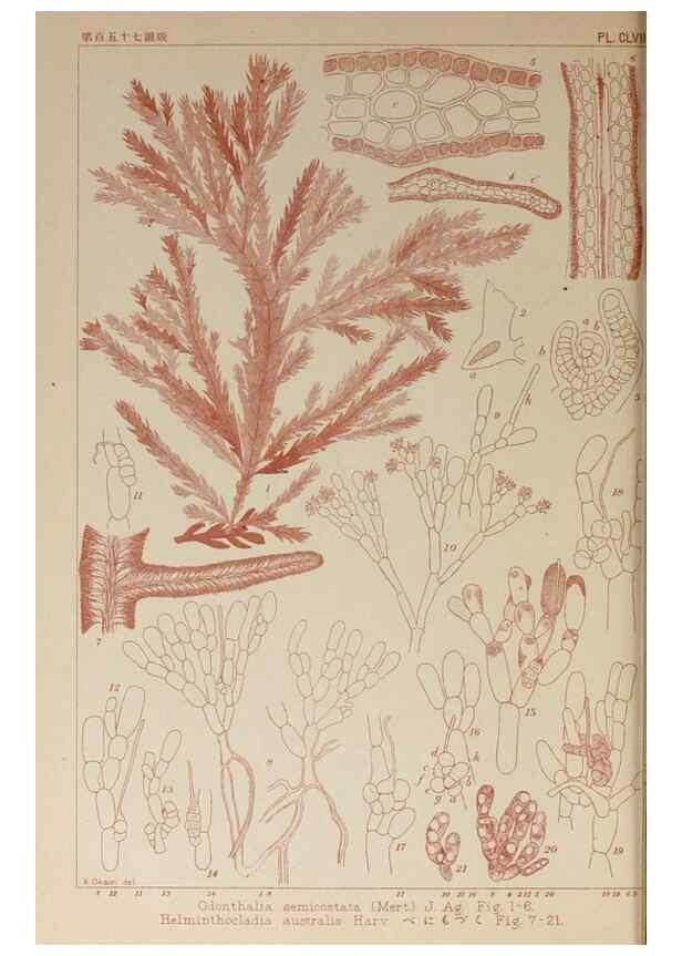 Reproducción/Reproduction 9935548074: Icones of Japanese algae.. Tokyo,Kazamashobo[1907-1942]