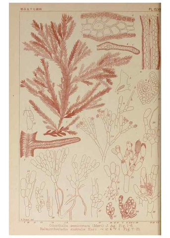Reproducción/Reproduction 9935548074: Icones of Japanese algae.. Tokyo,Kazamashobo[1907-1942]
