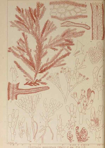 Reproducción/Reproduction 9935548074: Icones of Japanese algae.. Tokyo,Kazamashobo[1907-1942]
