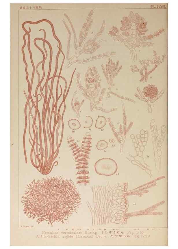Reproducción/Reproduction 9935752574: Icones of Japanese algae.. Tokyo,Kazamashobo[1907-1942]