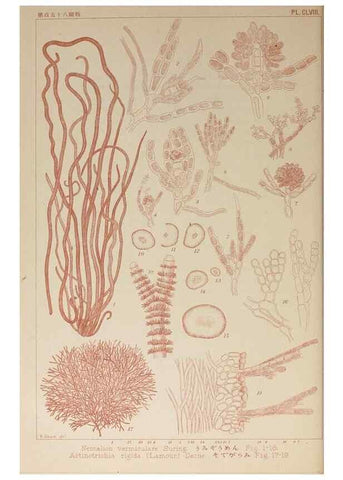 Reproducción/Reproduction 9935752574: Icones of Japanese algae.. Tokyo,Kazamashobo[1907-1942]