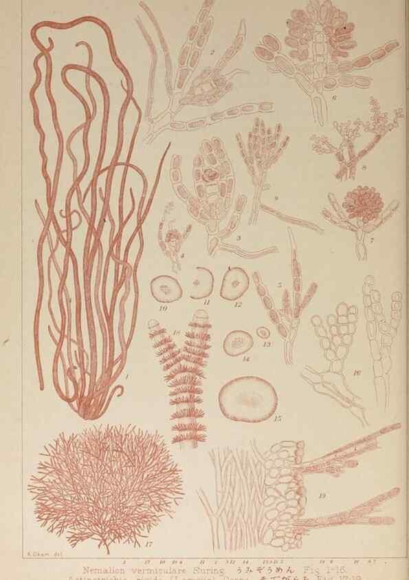 Reproducción/Reproduction 9935752574: Icones of Japanese algae.. Tokyo,Kazamashobo[1907-1942]