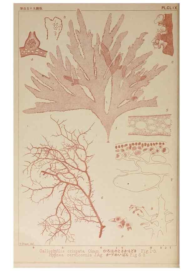 Reproducción/Reproduction 9935720175: Icones of Japanese algae.. Tokyo,Kazamashobo[1907-1942]