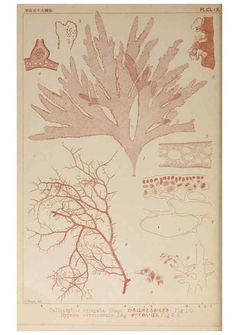 Reproducción/Reproduction 9935720175: Icones of Japanese algae.. Tokyo,Kazamashobo[1907-1942]